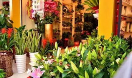 花店吃瓜视频爆料大全集,揭秘娱乐圈幕后风云